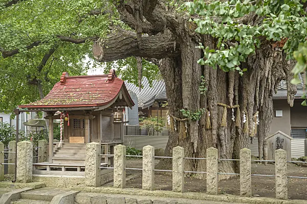 616397 - Ginkgo (Ginkgo biloba), about 1000 years old, Nigatake, Japan