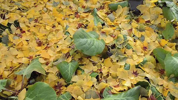 513155 - Ginkgo (Ginkgo biloba) and Bergenia