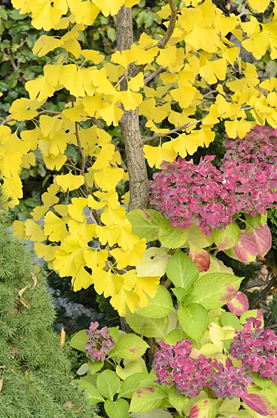 525215 - Ginkgo (Ginkgo biloba) and hydrangea (Hydrangea)
