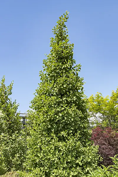 651310 - Ginkgo (Ginkgo biloba 'Fastigiata Blagon')