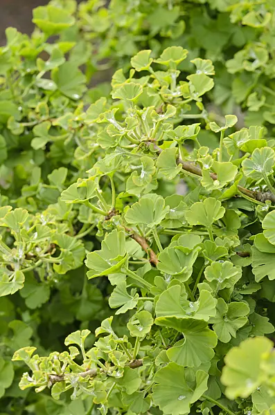 520385 - Ginkgo (Ginkgo biloba 'Mariken')