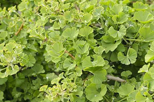 520386 - Ginkgo (Ginkgo biloba 'Mariken')