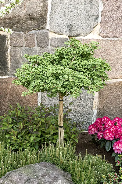 651309 - Ginkgo (Ginkgo biloba 'Mariken')