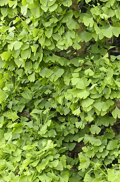 520475 - Ginkgo (Ginkgo biloba 'Pendula')