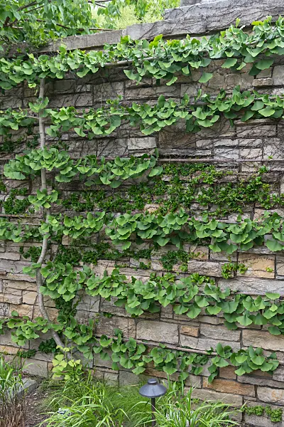 664155 - Ginkgo (Ginkgo biloba 'Pendula')