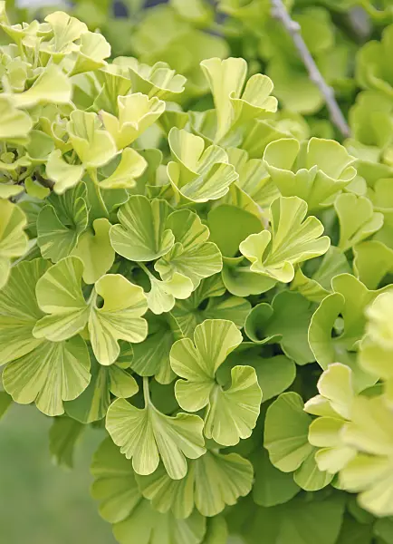502207 - Ginkgo (Ginkgo biloba 'Pévé Maribo')