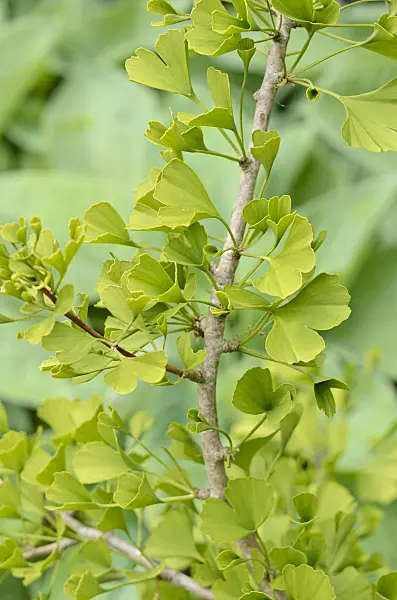 533310 - Ginkgo (Ginkgo biloba 'Tubifolia')