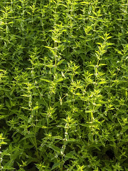 427179 - Gipsywort (Lycopus europaeus)