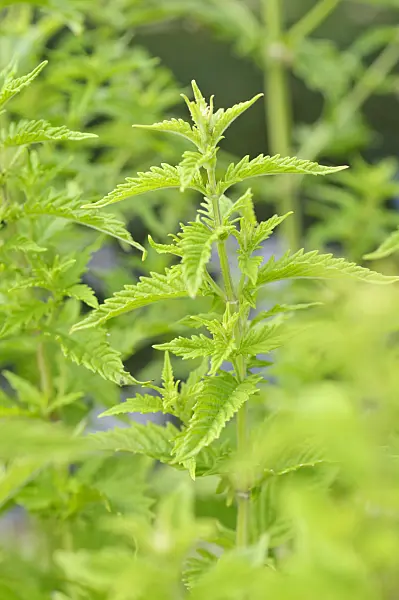 486137 - Gipsywort (Lycopus europaeus)