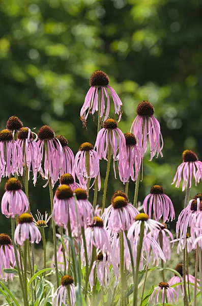 497096 - Glade cone flower (Echinacea simulata)