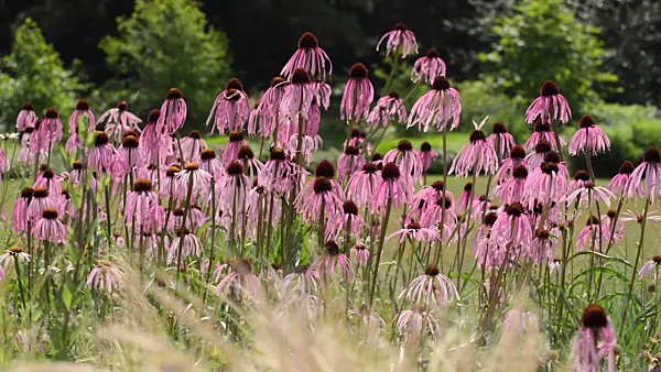 497131 - Glade cone flower (Echinacea simulata)