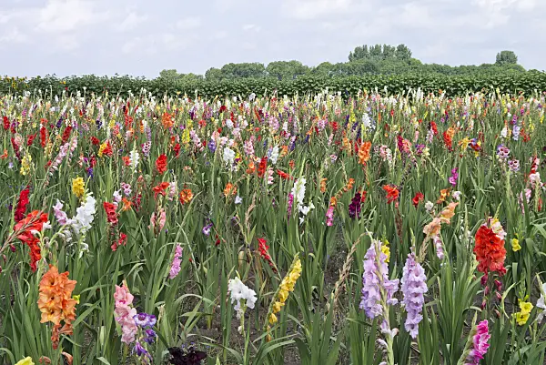 559008 - Gladiolen (Gladiolus) auf einem Feld zur Selbsternte