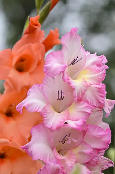 534499 - Gladiolus (Gladiolus)