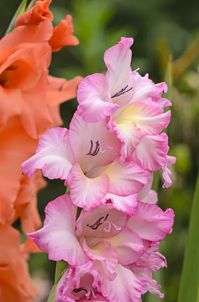 534500 - Gladiolus (Gladiolus)