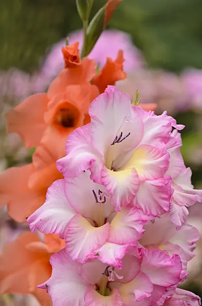 534501 - Gladiolus (Gladiolus)