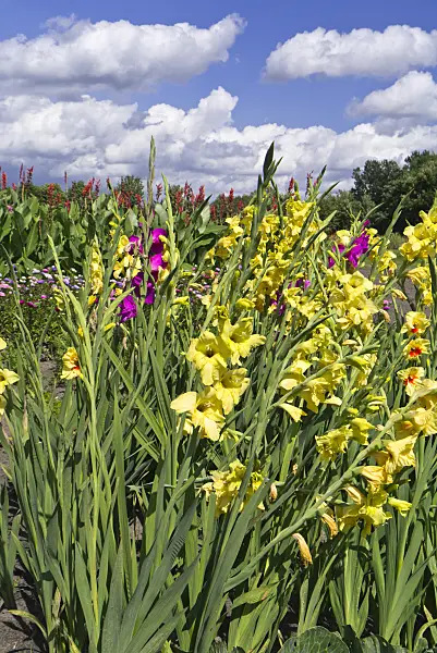 535235 - Gladiolus (Gladiolus)