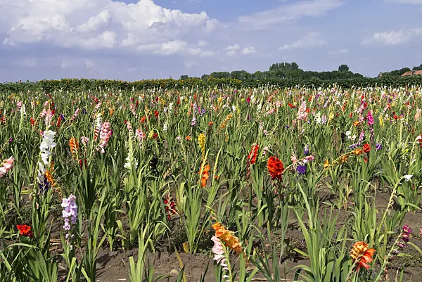 559011 - Gladiolus (Gladiolus)