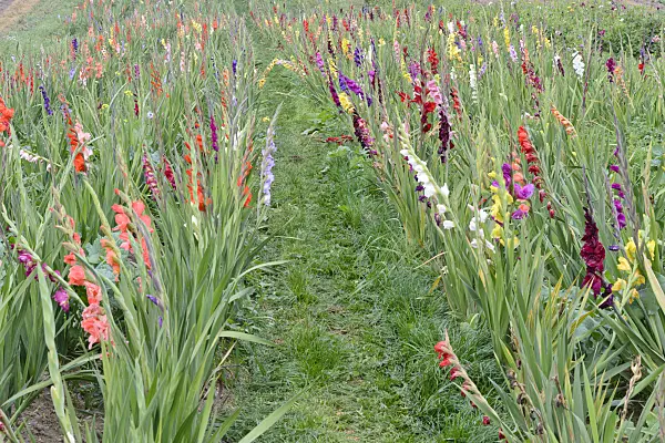 570132 - Gladiolus (Gladiolus)