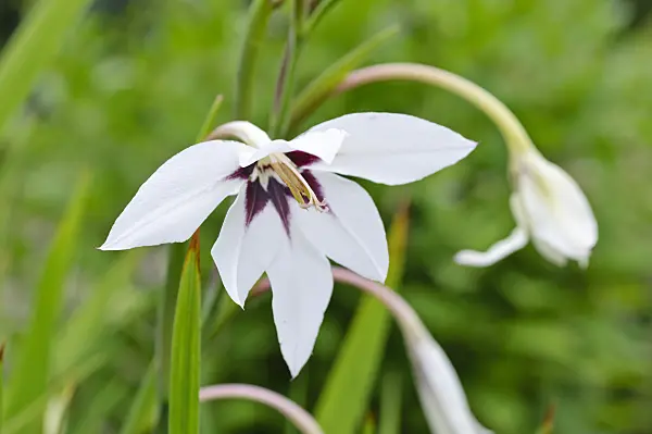 474259 - Gladiolus (Gladiolus callianthus var. murielae)