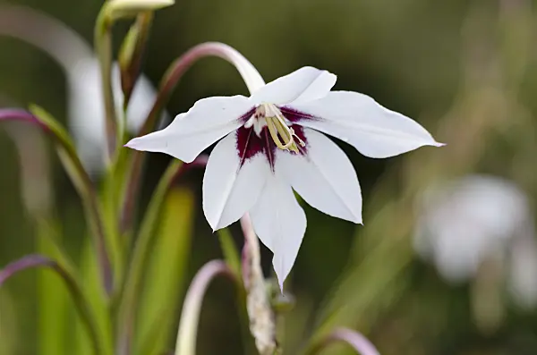 524166 - Gladiolus (Gladiolus callianthus var. murielae)
