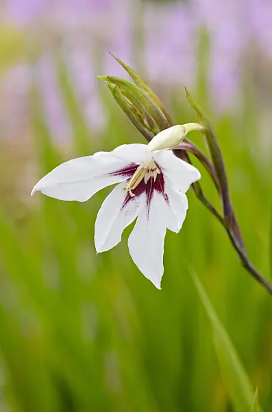 525167 - Gladiolus (Gladiolus callianthus var. murielae)