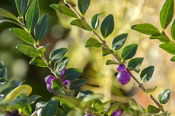 575134 - Glänzende Heckenkirsche (Lonicera nitida)