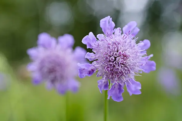 473283 - Glänzende Skabiose (Scabiosa lucida)