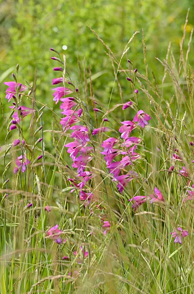 497120 - Glaïeul des marais (Gladiolus palustris)