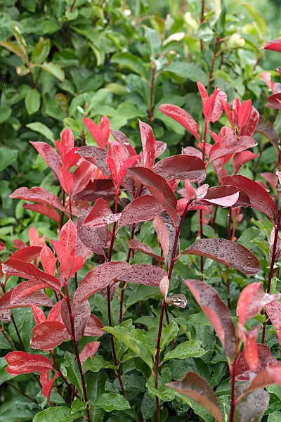 675277 - Glanzmispel (Photinia x fraseri 'Camilvy')