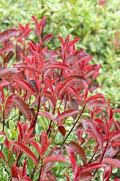 616283 - Glanzmispel (Photinia x fraseri 'Pink Marble')
