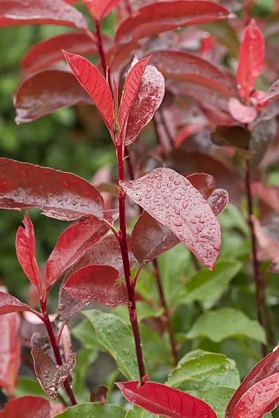625297 - Glanzmispel (Photinia x fraseri 'Red Select')