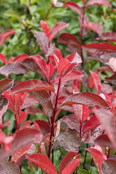 625298 - Glanzmispel (Photinia x fraseri 'Red Select')