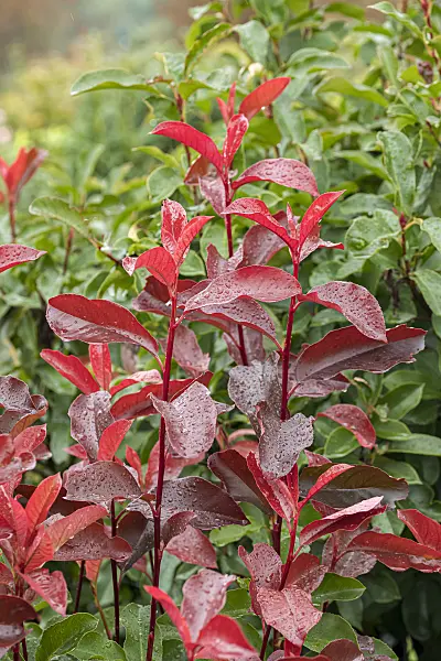 625300 - Glanzmispel (Photinia x fraseri 'Red Select')