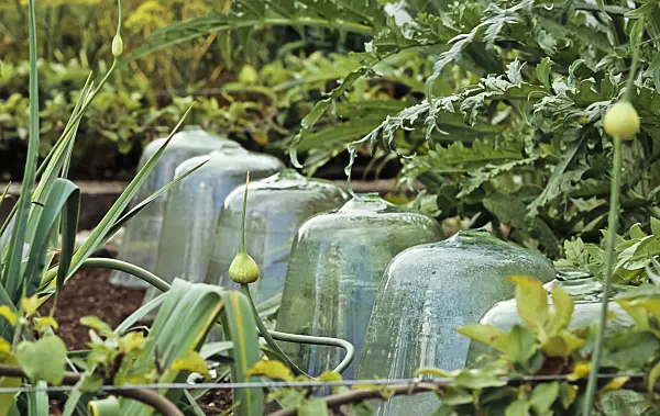 428278 - Glass cloches protecting seedlings