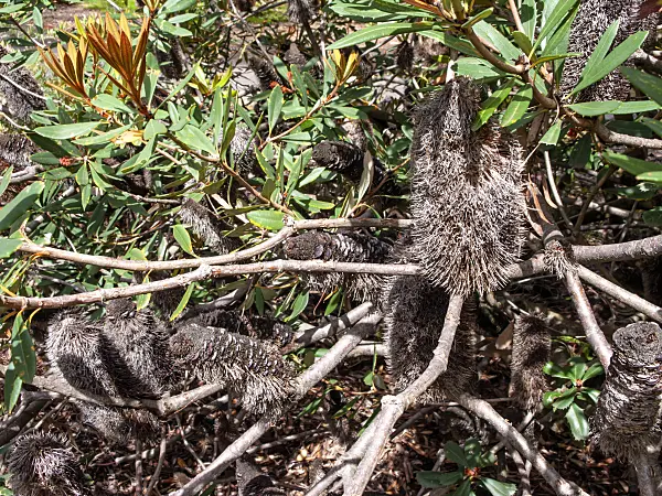 455292 - Glasshouse banksia (Banksia conferta)