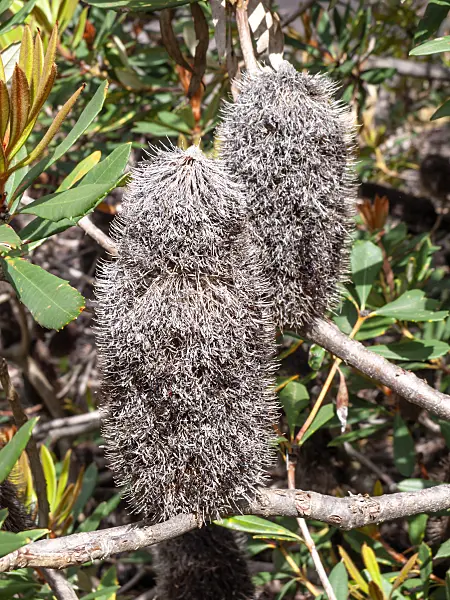 455293 - Glasshouse banksia (Banksia conferta)