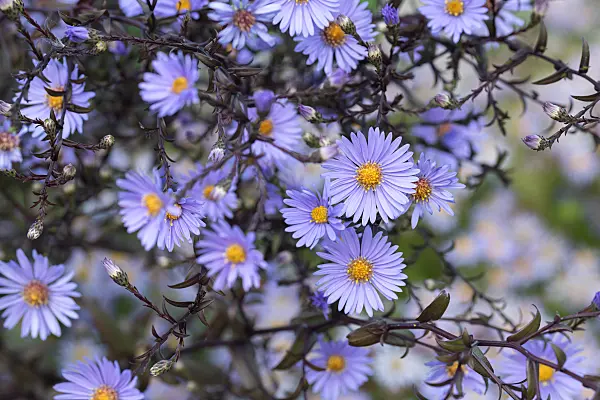 675023 - Glatte Aster (Aster laevis 'Calliope')