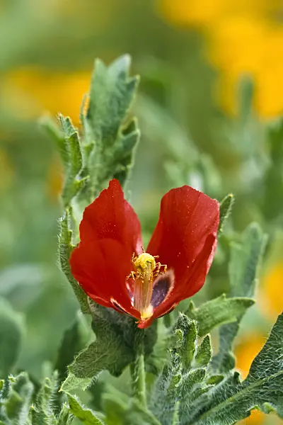 367065 - Glaucienne écarlate (Glaucium corniculatum)
