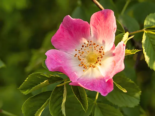 438159 - Glaucous dog rose (Rosa dumalis)