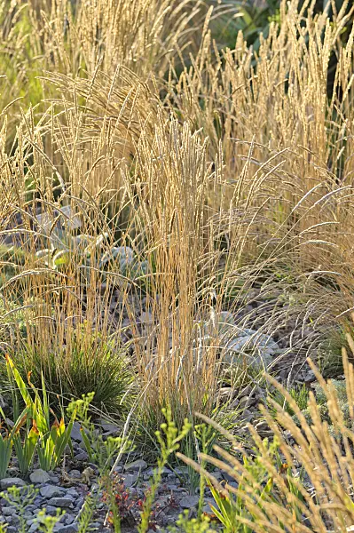 475183 - Glaucous hair grass (Koeleria glauca)