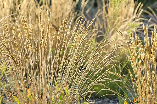 475184 - Glaucous hair grass (Koeleria glauca)