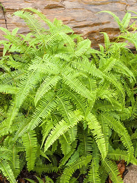 434040 - Gleichenia linearis in a rock alcove