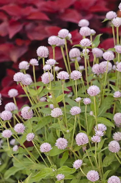523202 - Globe amaranth (Gomphrena globosa)