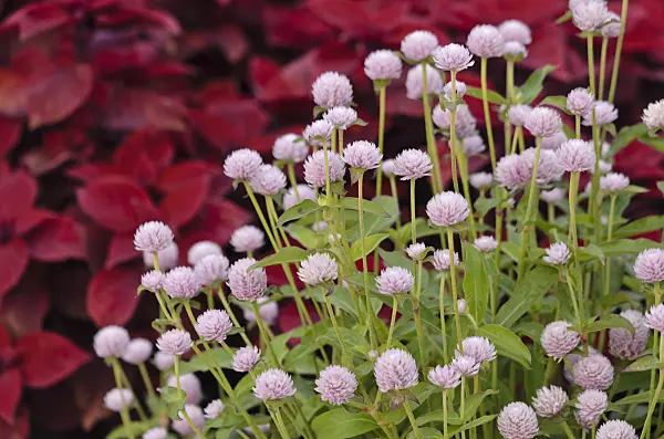 523203 - Globe amaranth (Gomphrena globosa)