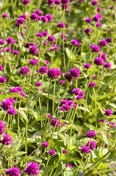 523275 - Globe amaranth (Gomphrena globosa)