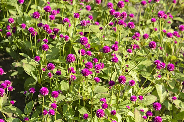 523276 - Globe amaranth (Gomphrena globosa)