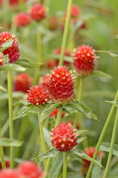 549120 - Globe amaranth (Gomphrena globosa)