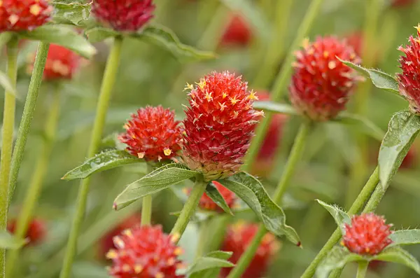 549121 - Globe amaranth (Gomphrena globosa)