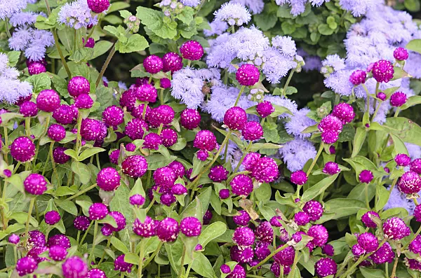 536118 - Globe amaranth (Gomphrena globosa) and floss flower (Ageratum houstonianum)