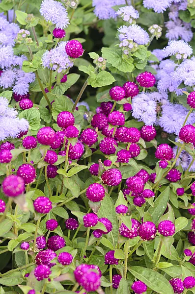 536119 - Globe amaranth (Gomphrena globosa) and floss flower (Ageratum houstonianum)